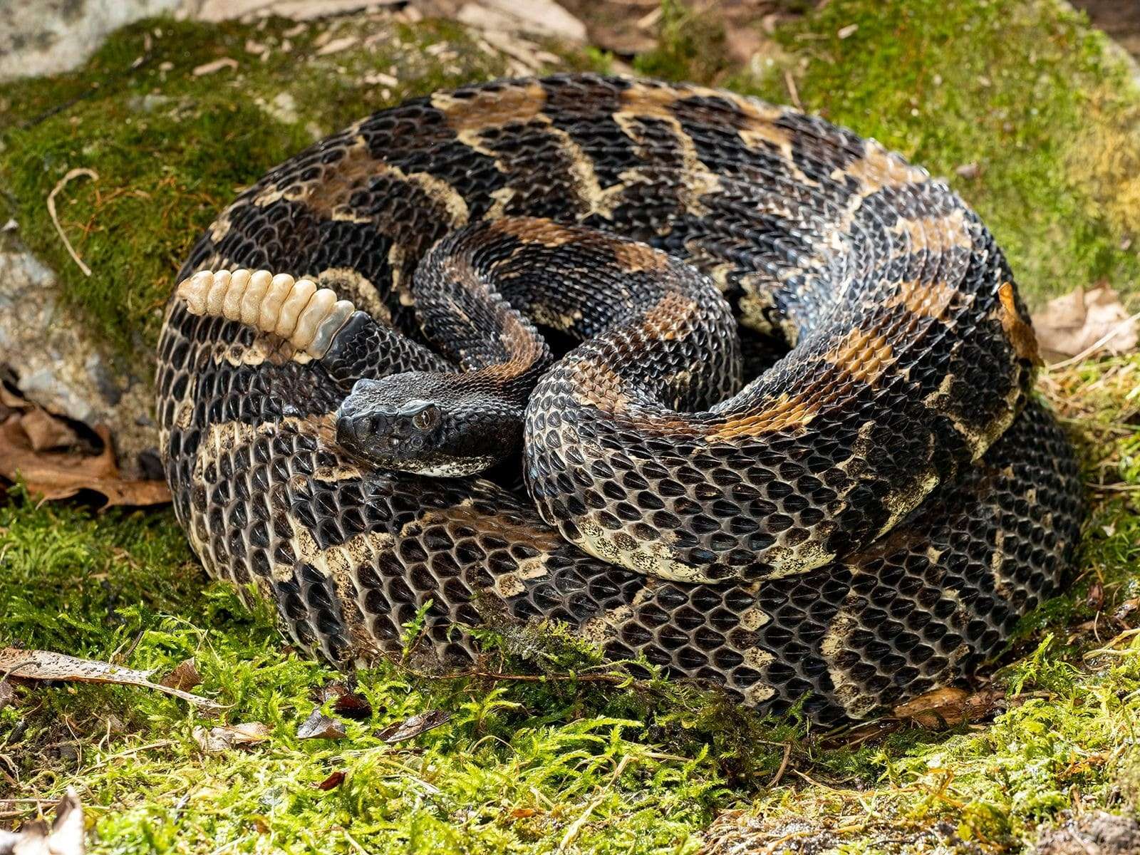 timber-rattlesnake-90d71f2453104798607b2cee1c862d09.jpeg