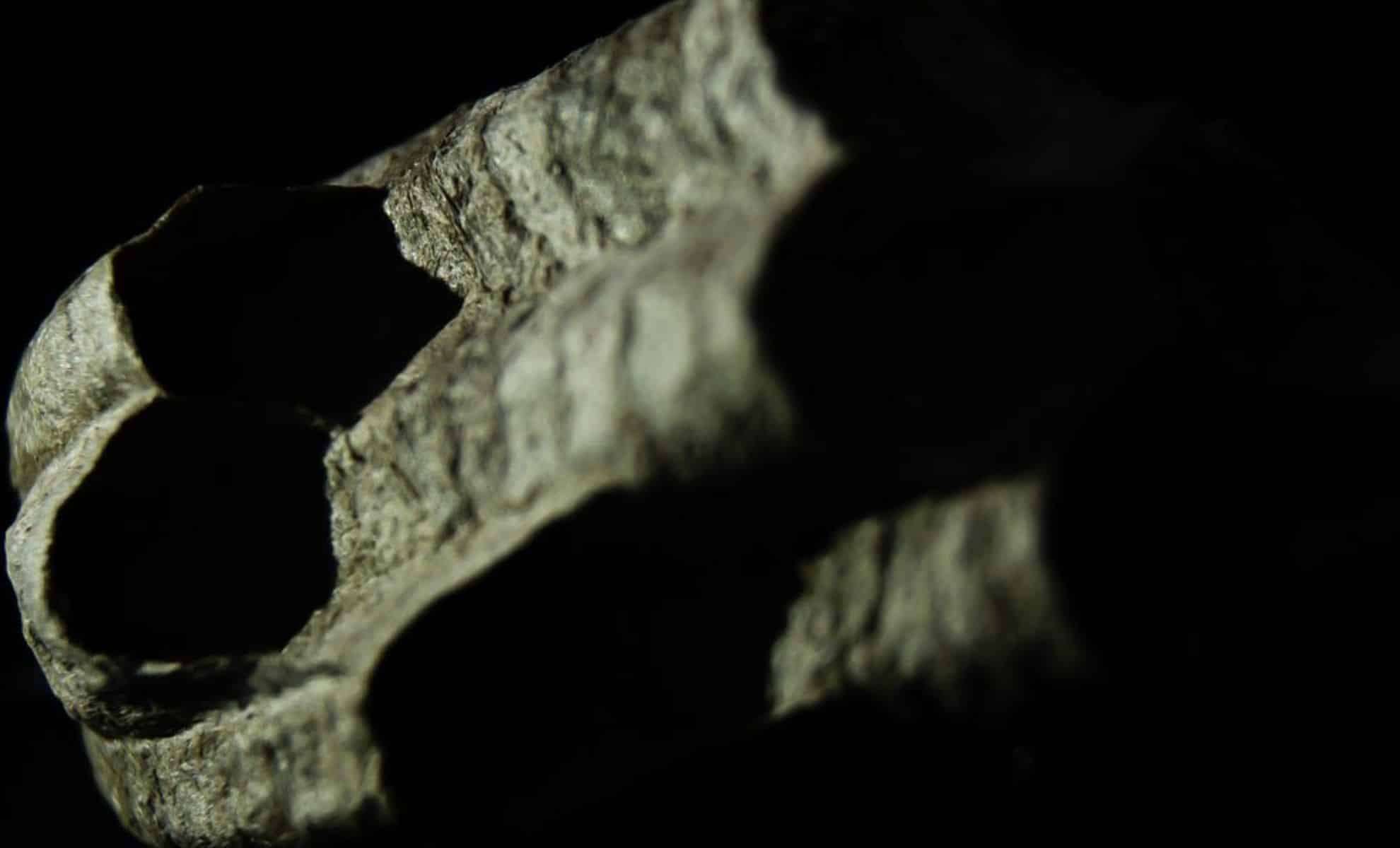 Reevaluating Prototaxites: An Ancient Organism That Defies Classification 