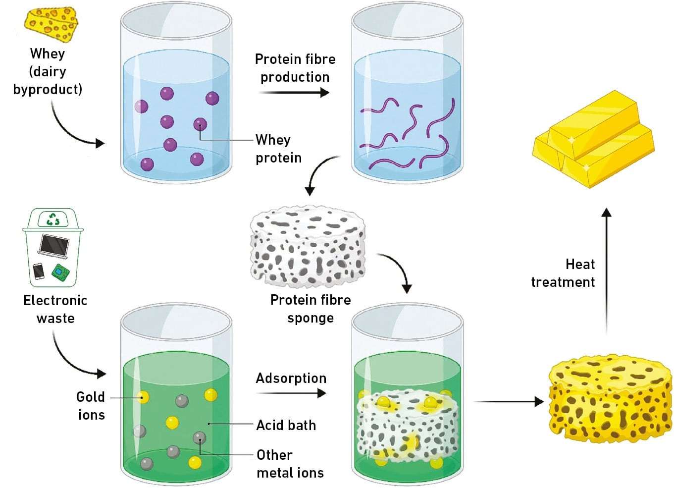 Gold-ions-adhere-to-a-sponge-of-protein-fibrils-0188a7e8bf14ca80a59f45cbb21b1e34.jpeg
