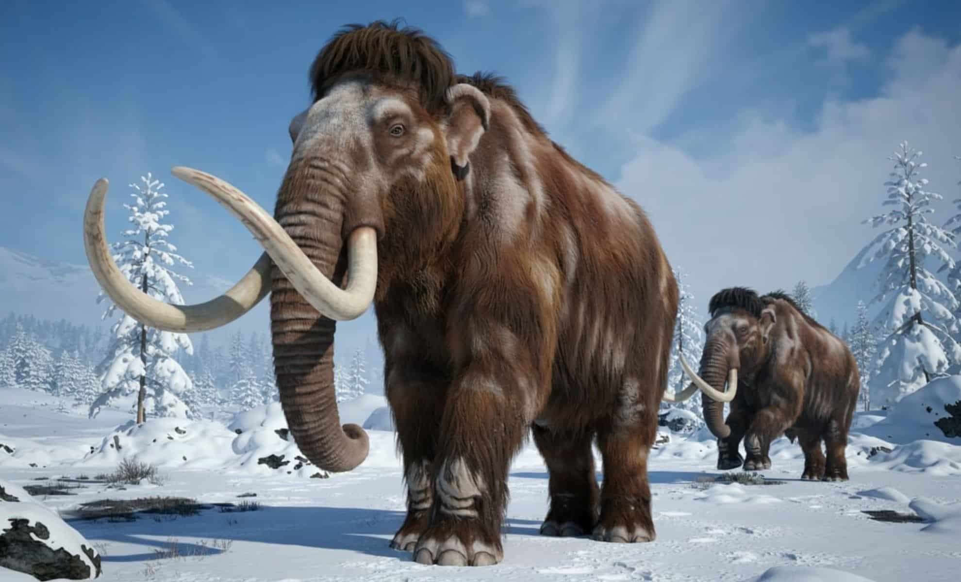 Ancient Mammoth Tooth from Yukon Sheds New Light on North American Woolly Giants 