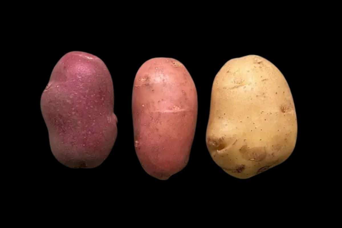 Innovative Fusion of Two Plants Yields Novel Vegetable Varieties 