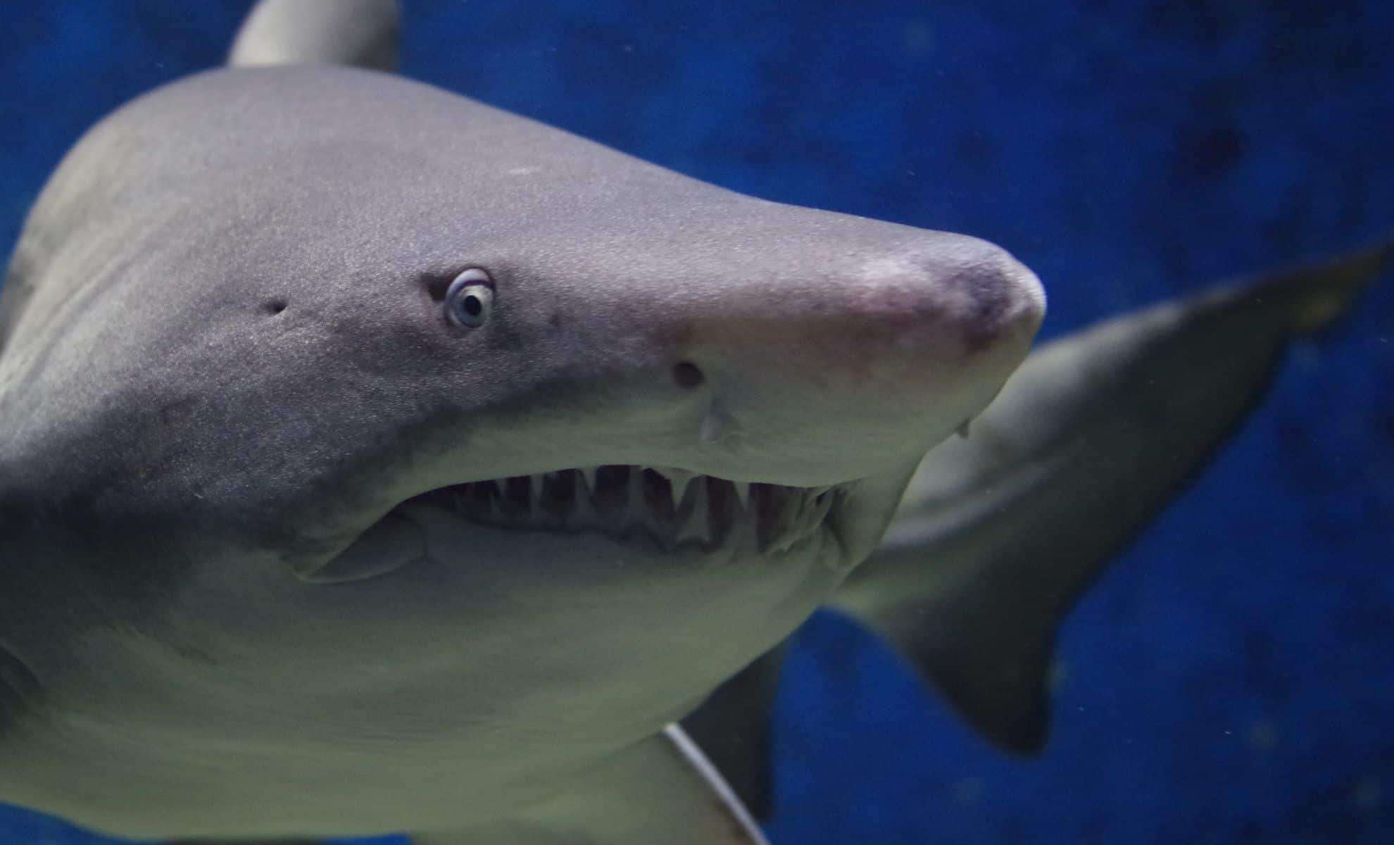 Discover The Deadliest Predators Lurking In Freshwater Rivers 