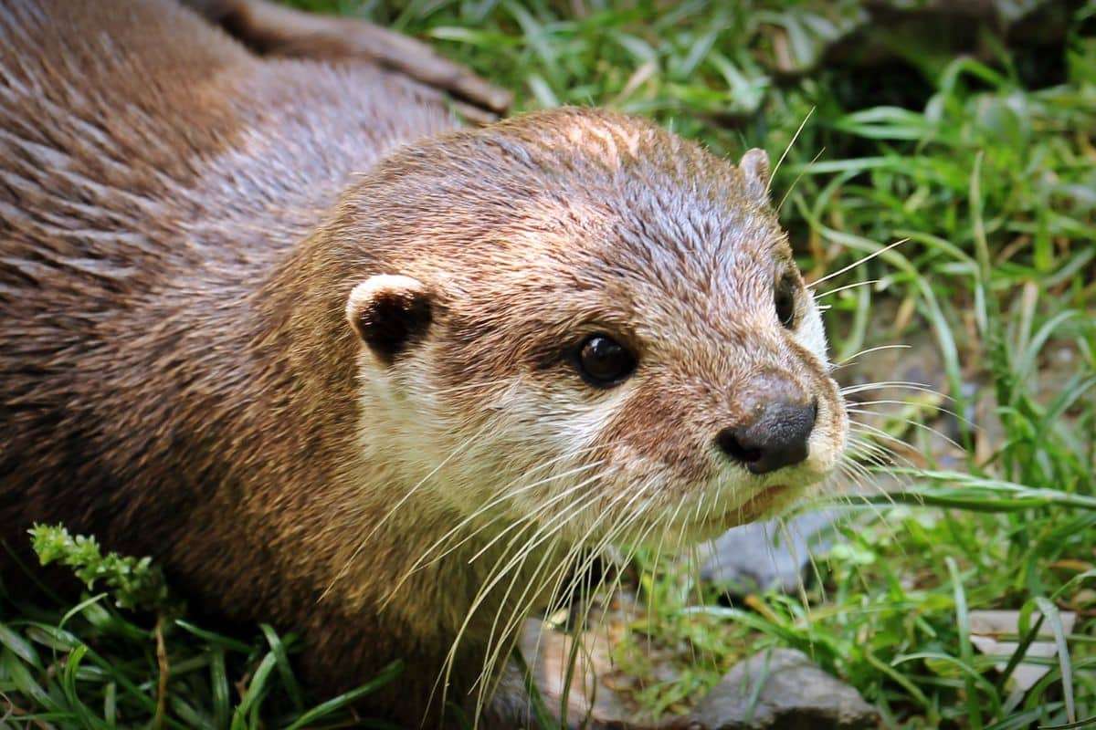 Nepal Reclaims the World’s Smallest Otter After Nearly Two Centuries 