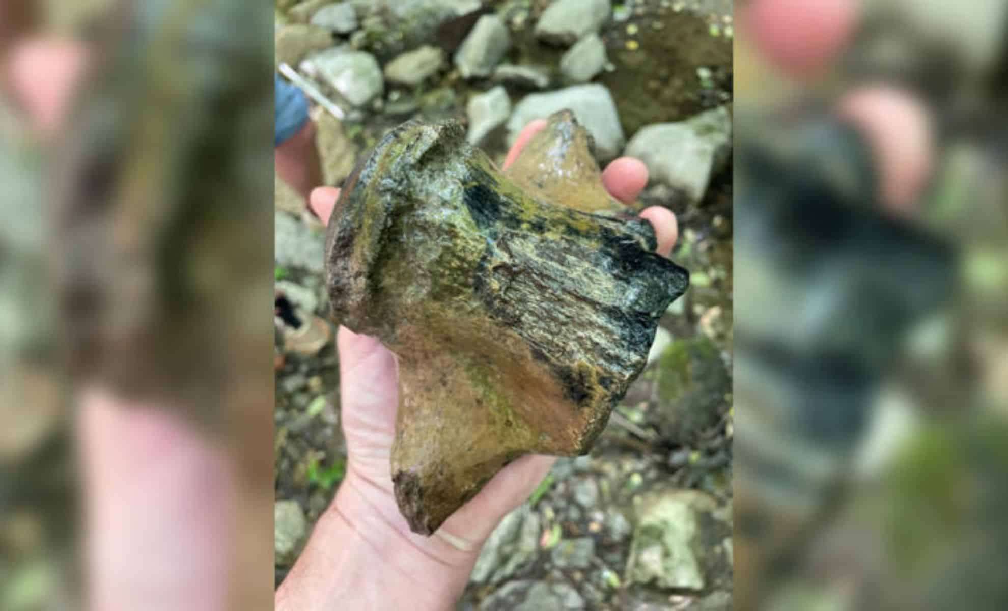 Mississippi’s Massive Mosasaur Fossil Sheds Light on Ancient Marine Evolution 