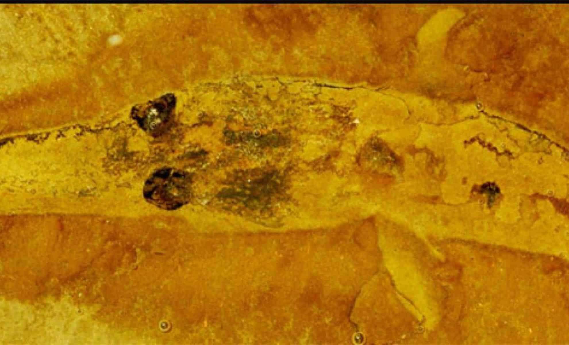 310-Million-Year-Old Shark Nursery Discovered in Ancient Midwest Seas 