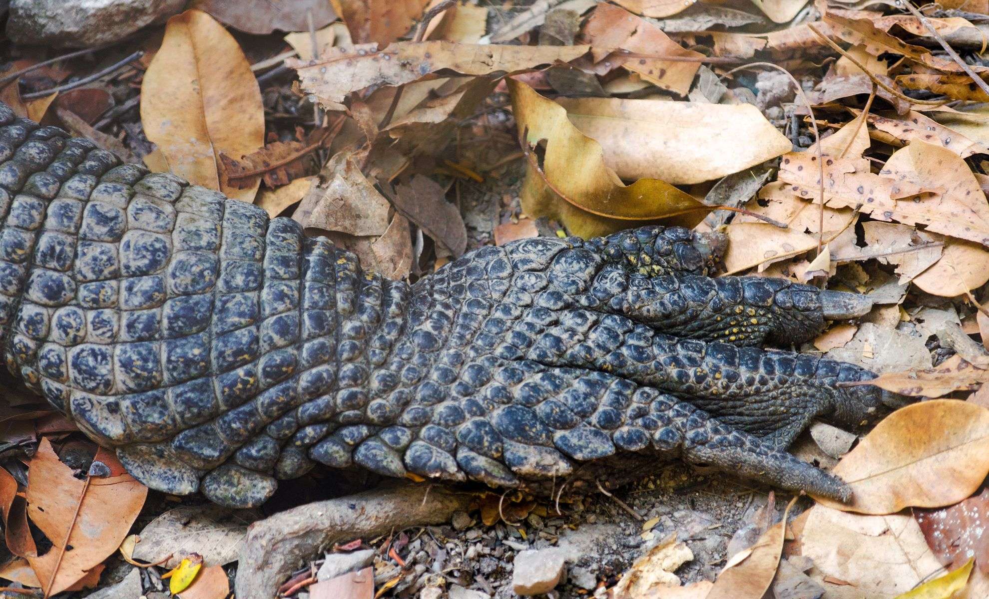 Ancient 355-Million-Year-Old Tracks Rewrite the Origins of Early Reptiles 
