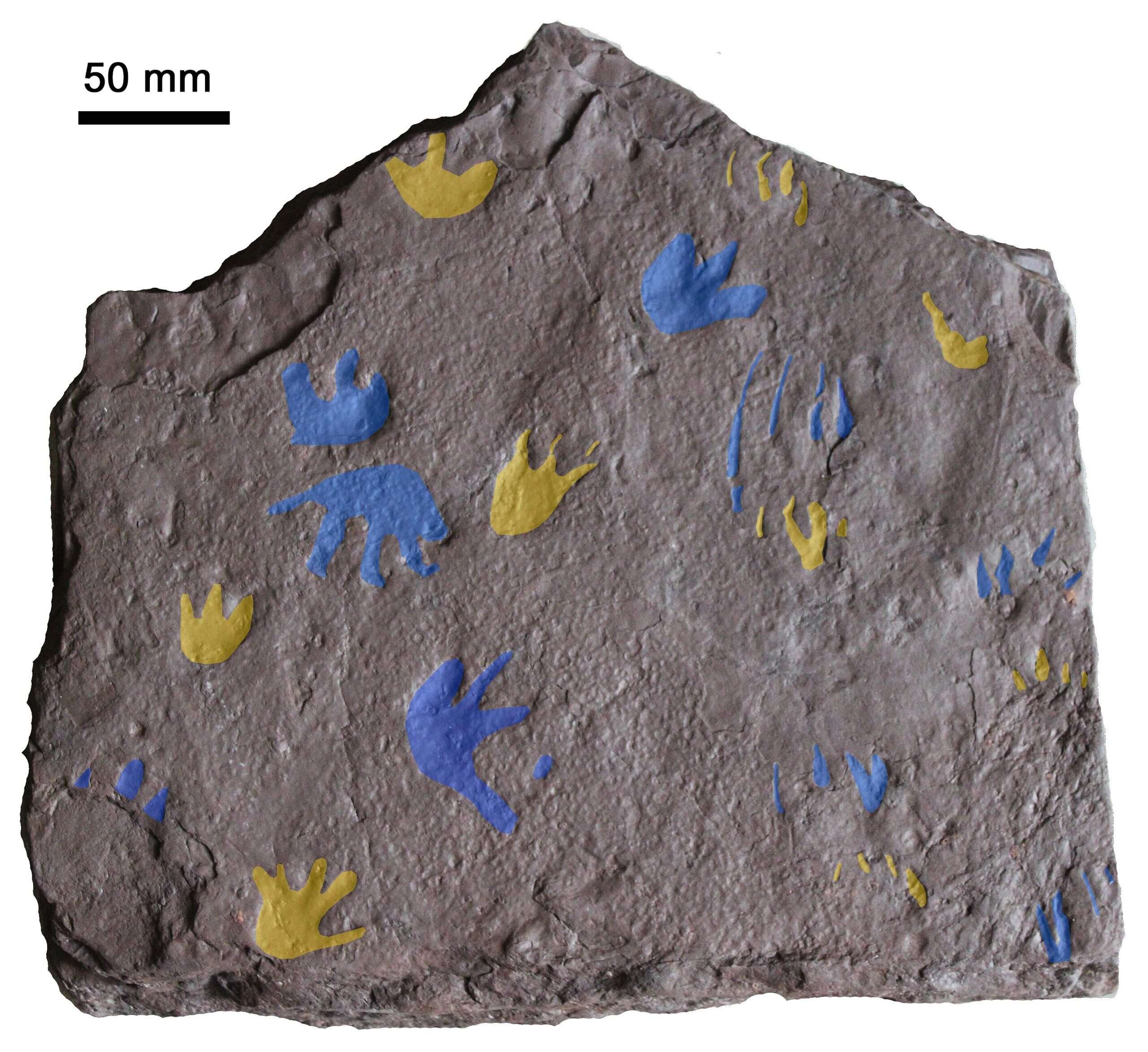 earliest-reptile-footprint-scaled-aa89675182bf8b9579953947e0e64628.jpg