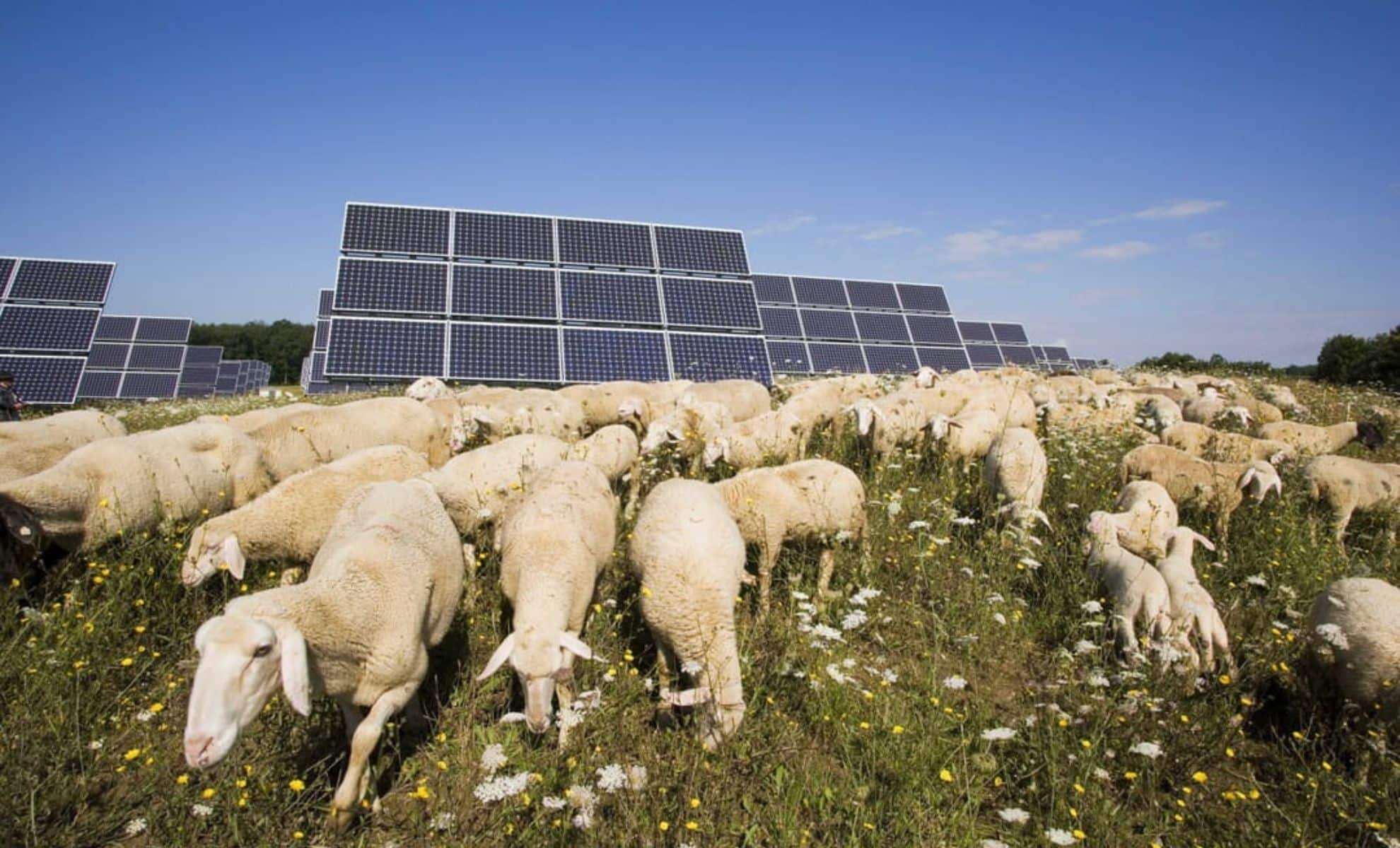 How 1,700 Sheep Grazing Among Solar Panels Spark Remarkable Changes 