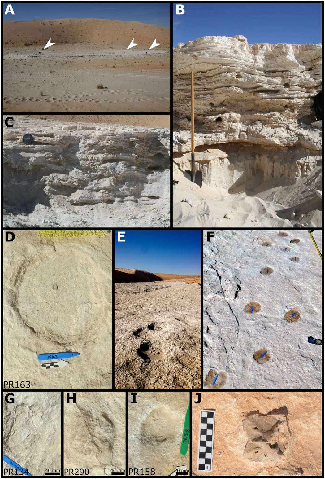 The-Alathar-paleolake-sediments-footprints-and-fossils-a8ef6e6ecb4ab61fb3d11cbe0f11cc6d.jpeg