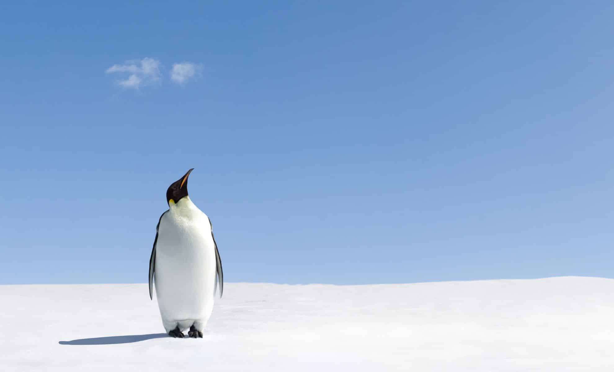 Penguin Guano: An Unexpected Ally in Cooling Antarctica’s Climate 