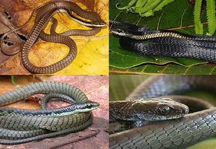 A-Dendrelaphis-atra-or-atra-tree-snake-1-db507e1fabc3086b1b868ba97d3c61ed.jpeg