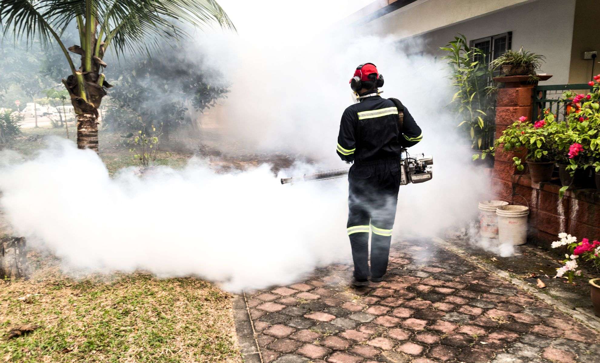 Emerging Tropical Virus Surges in Latin America, Raising Global Health Alarms 