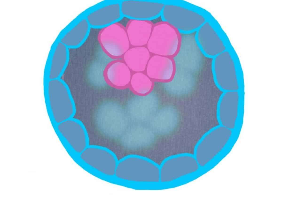 A-cartoon-embryo-pictured-five-days-post-conception-99441cb0d1202a0da951e1c96a0677ac.jpeg