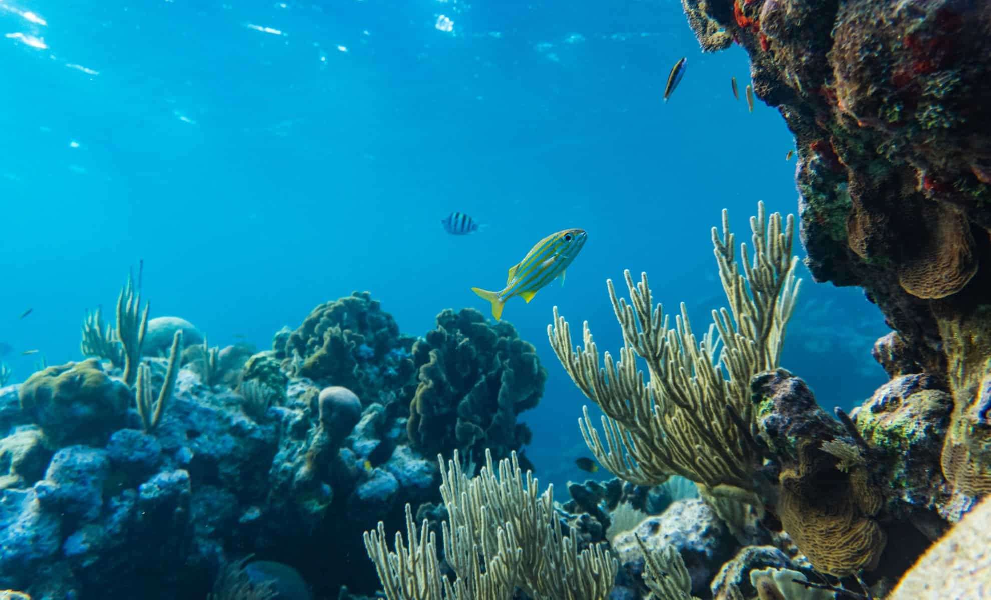 Revolutionary AI Accelerates Detection of Fish Calls to Protect Coral Reefs 