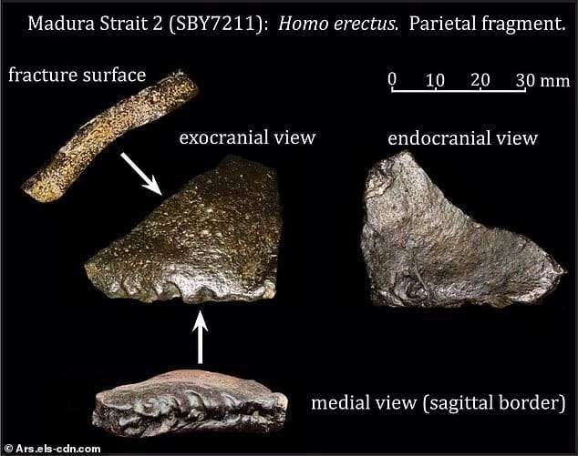 Alongside-the-skull-researchers-unearthed-6000-animal-fossils-from-36-species-e4cdf908cb0a4c71262f51463a11301d.jpeg