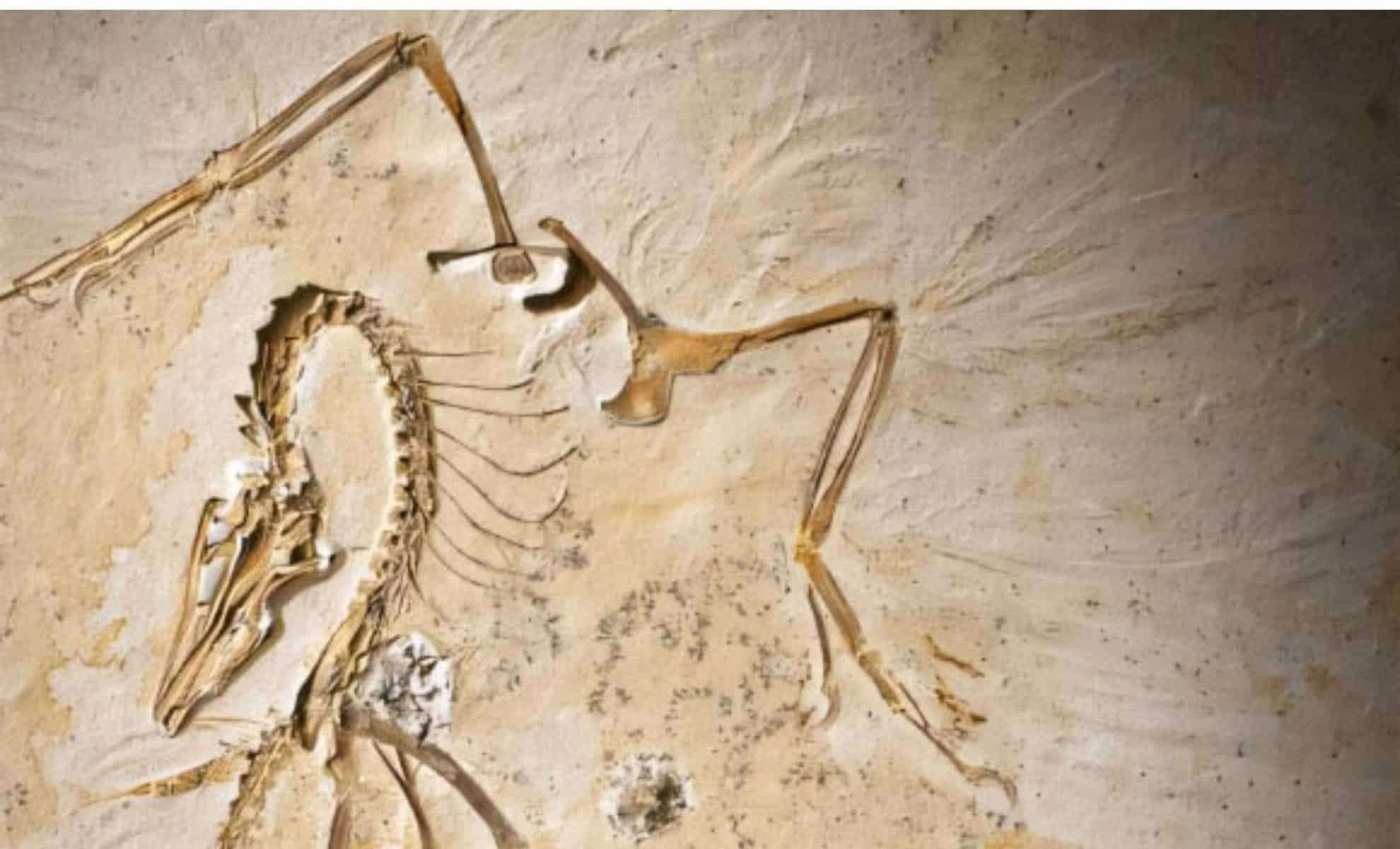 Remarkably Preserved Archaeopteryx Fossil Sheds New Light on Avian Evolution 