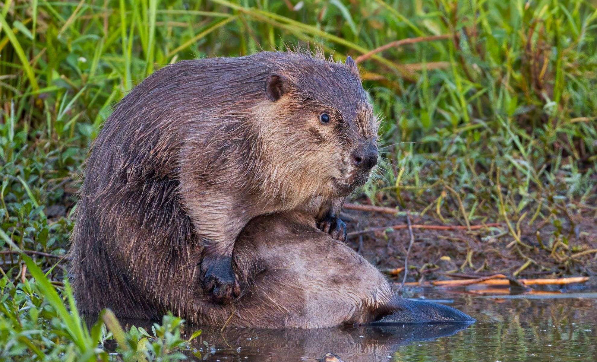 How Beavers Saved the Czech Republic Over $1 Million in a Single Night 