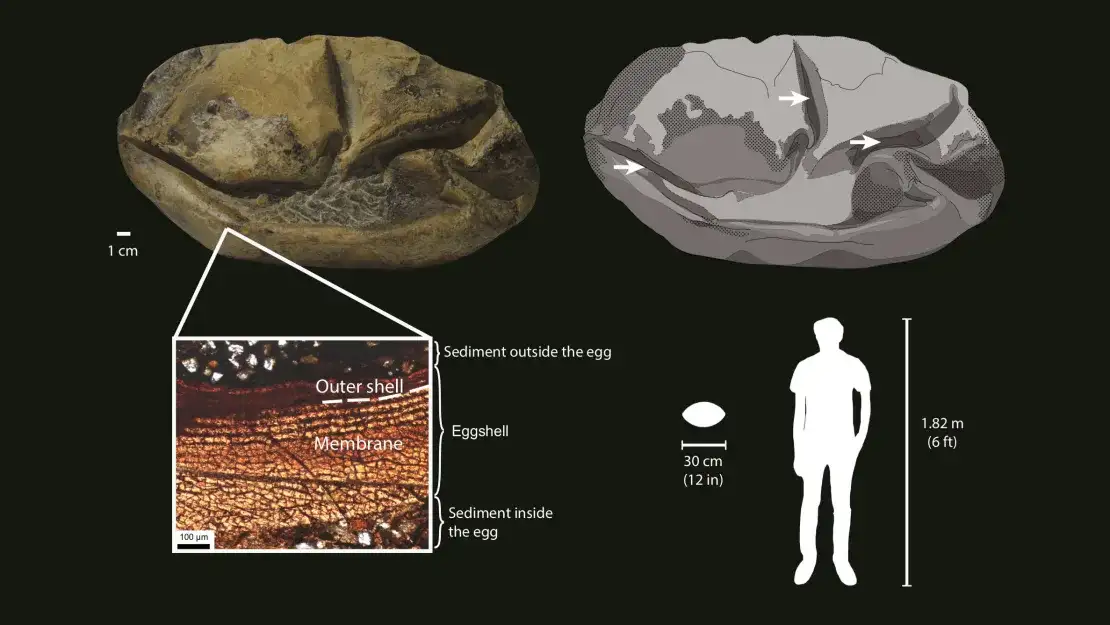 ancient-egg-3-a1b0f59455d525f36d7fa1ff9cc5b29a.webp