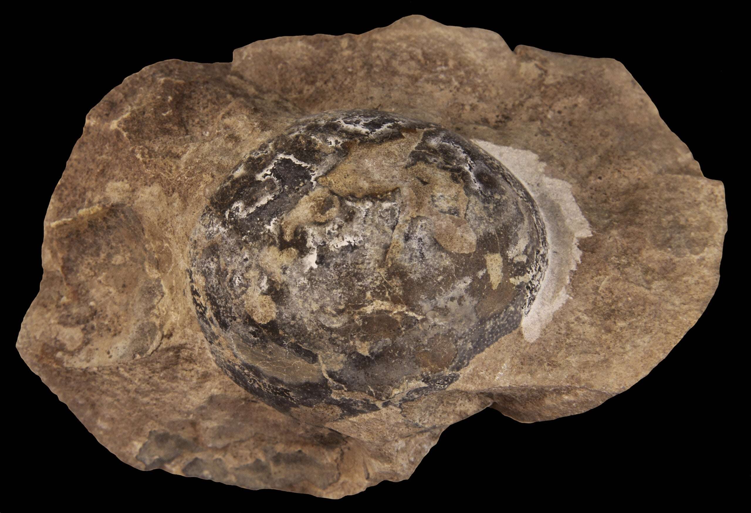 ancient-egg-4-9a5320010784aa22464afa4386db1550.jpg