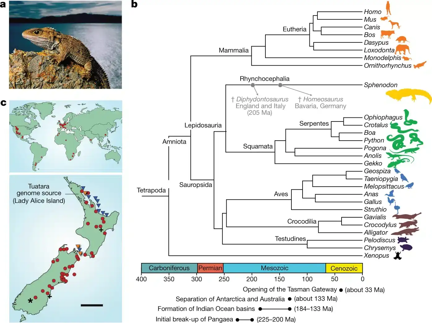 The-phylogenetic-significance-and-distribution-of-the-tuatara-ca580dbb3741f33bf636efe1525929b8.webp