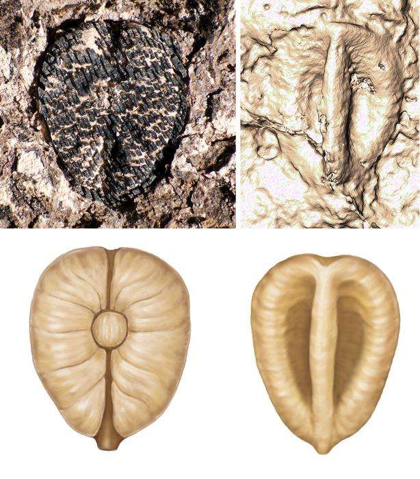 Low-Res_Fossil-grape-Colombia-9fbc35fb9d96664c86768480f52d3a8e.jpg