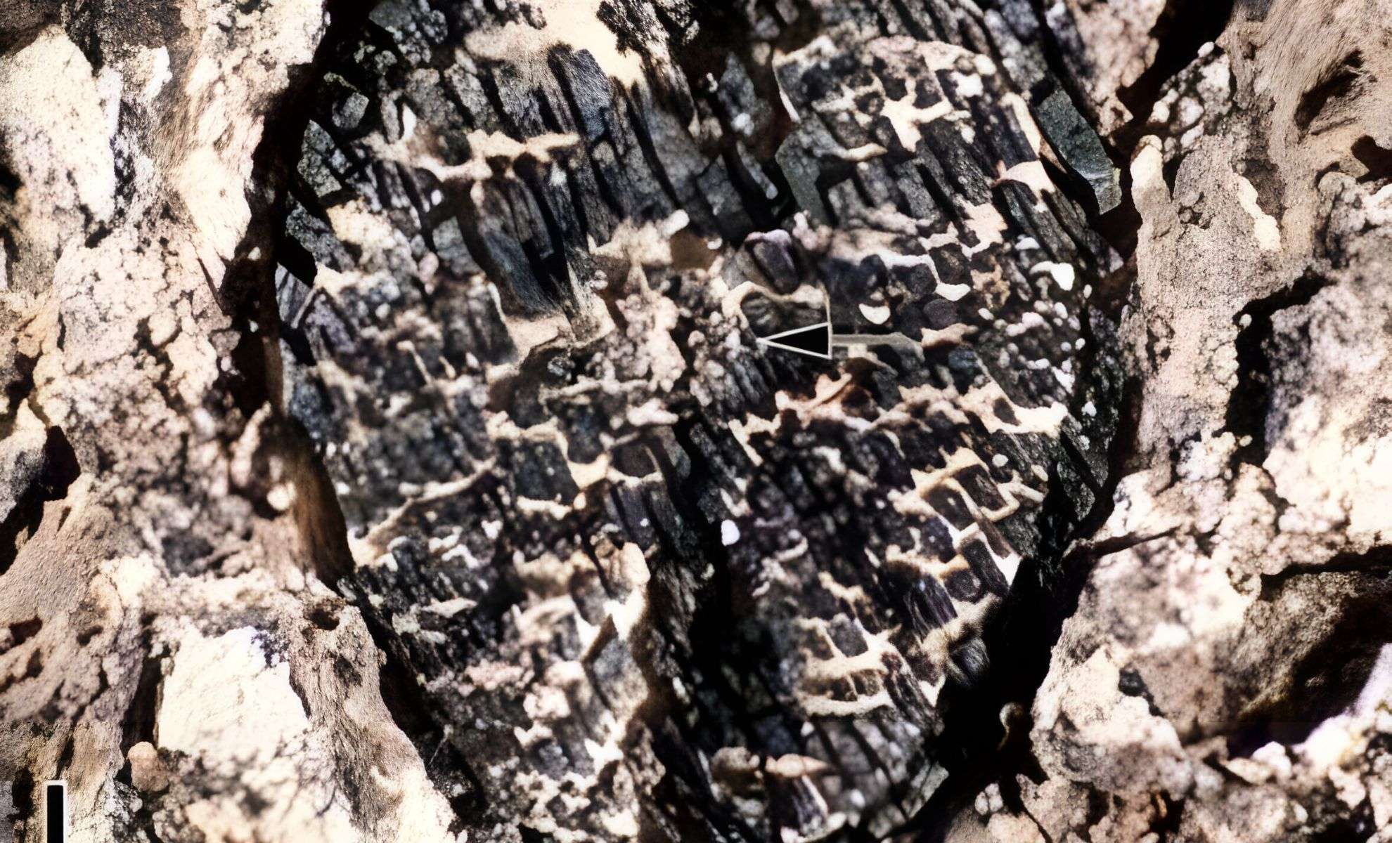 Ancient Fossil Grape Seed Sheds Light on Vine Evolution After Dinosaur Extinction 
