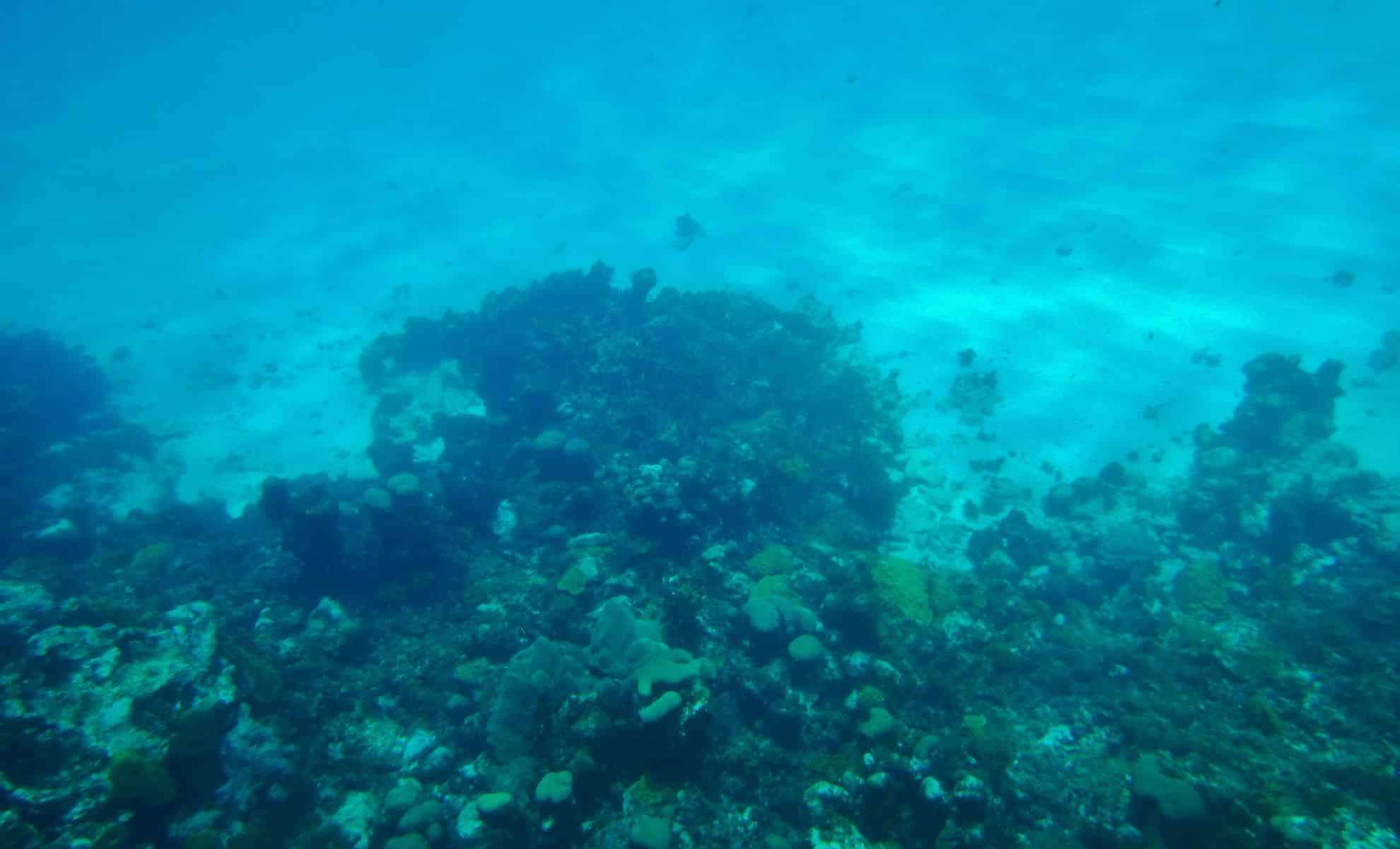 New Deep-Sea Predator Identified Nearly 8,000 Meters Below Ocean Surface 