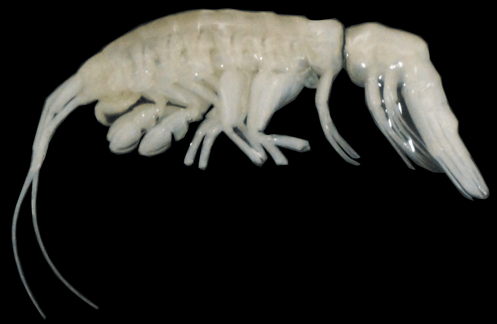 predator-atacama-trench-f65b8ab7be1d50703ed71293e738a3d4.png