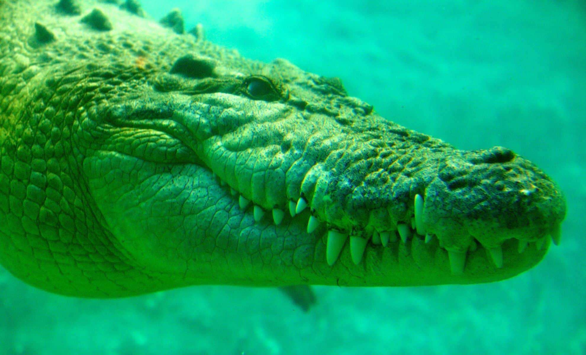 Massive Crocodile-Like Predator Dominated the Caribbean After Dinosaurs 