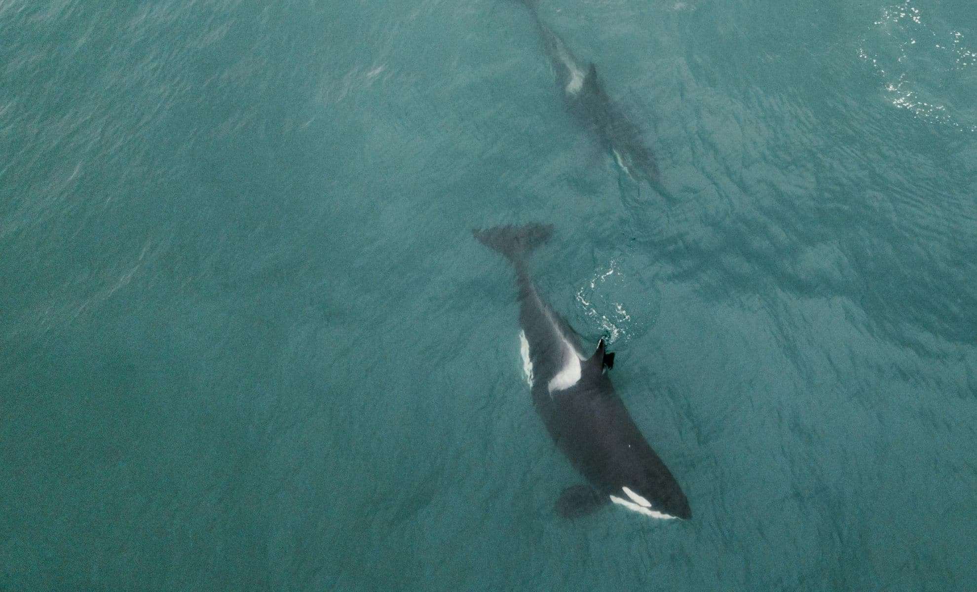 Unusual Alliance: Icelandic Orcas and Young Pilot Whales Swim Together 