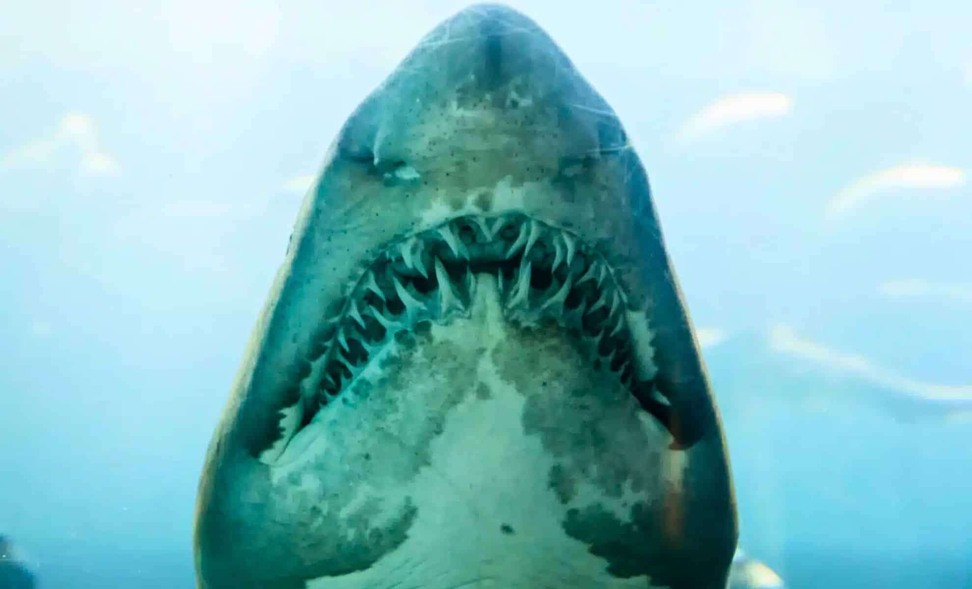 Ancient Sharks Resurface: New Species Unearthed in Vast Underground Cave After 325 Million Years 