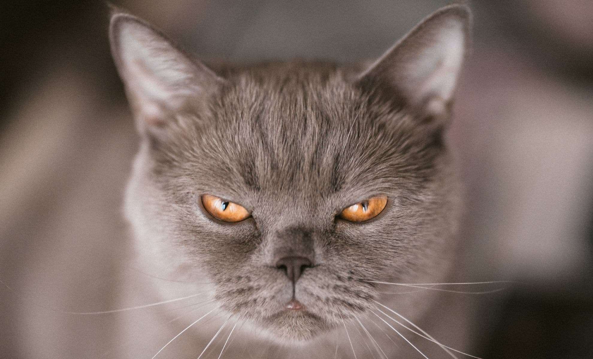 Unveiling Feline Psyche: New Tool Discovers the Hidden Traits of Your Cat 