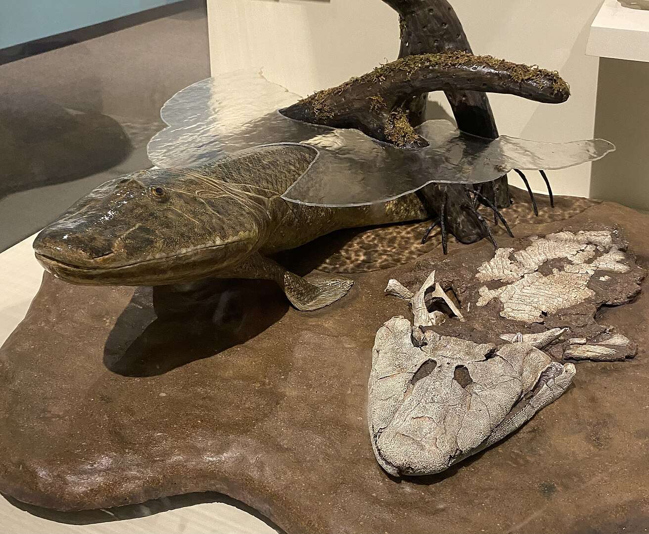 1312px-Tiktaalik_model_at_the_Harvard_Museum_of_Natural_History-f21e4e1089d7af09ae0590453154a1f1.jpg