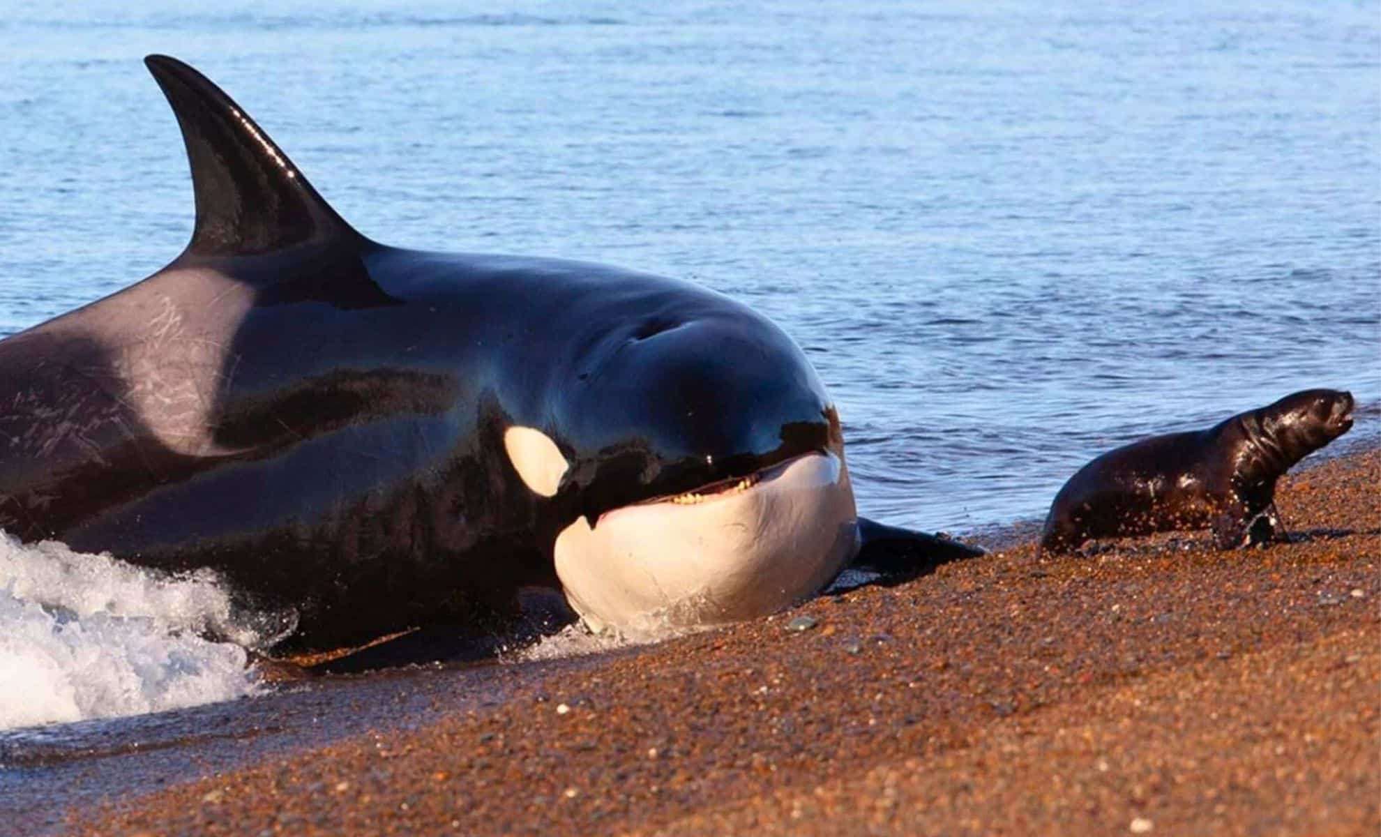 Dolphins and Orcas Have Reached an Evolutionary Dead End Away from Land 