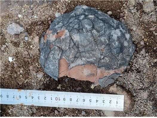 Korea-Dinosaur-Research-Center-27666c25c309945cea1d1415e4b3a70c.jpg