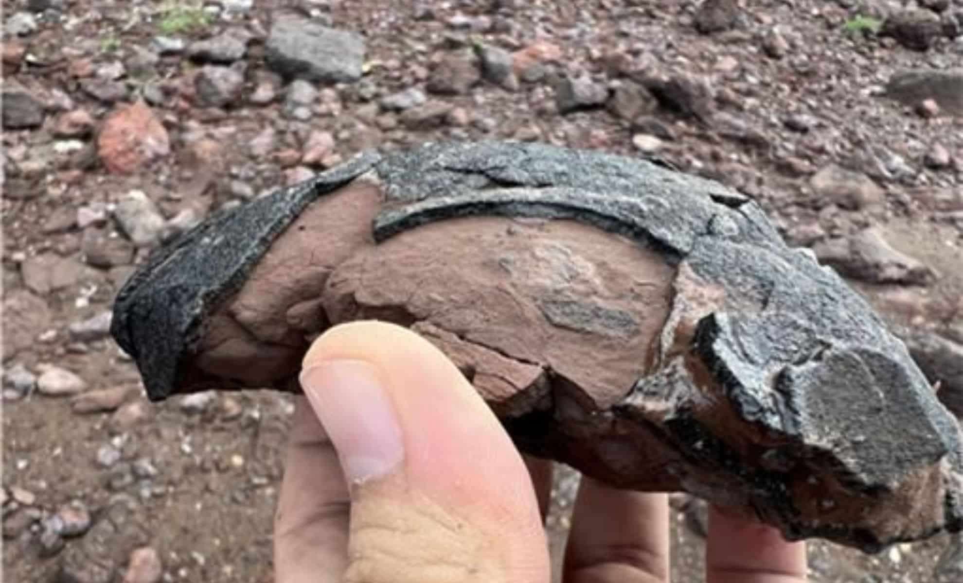 Unexpected Dinosaur Egg Discovery in South Korea Sheds New Light on Ancient Ecosystems 