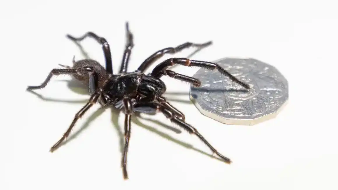 &lsquo;Hemsworth-the-male-funnel-web-spider-Atrax-robustus-aa85c0845bfd86af533123ea29672350.webp