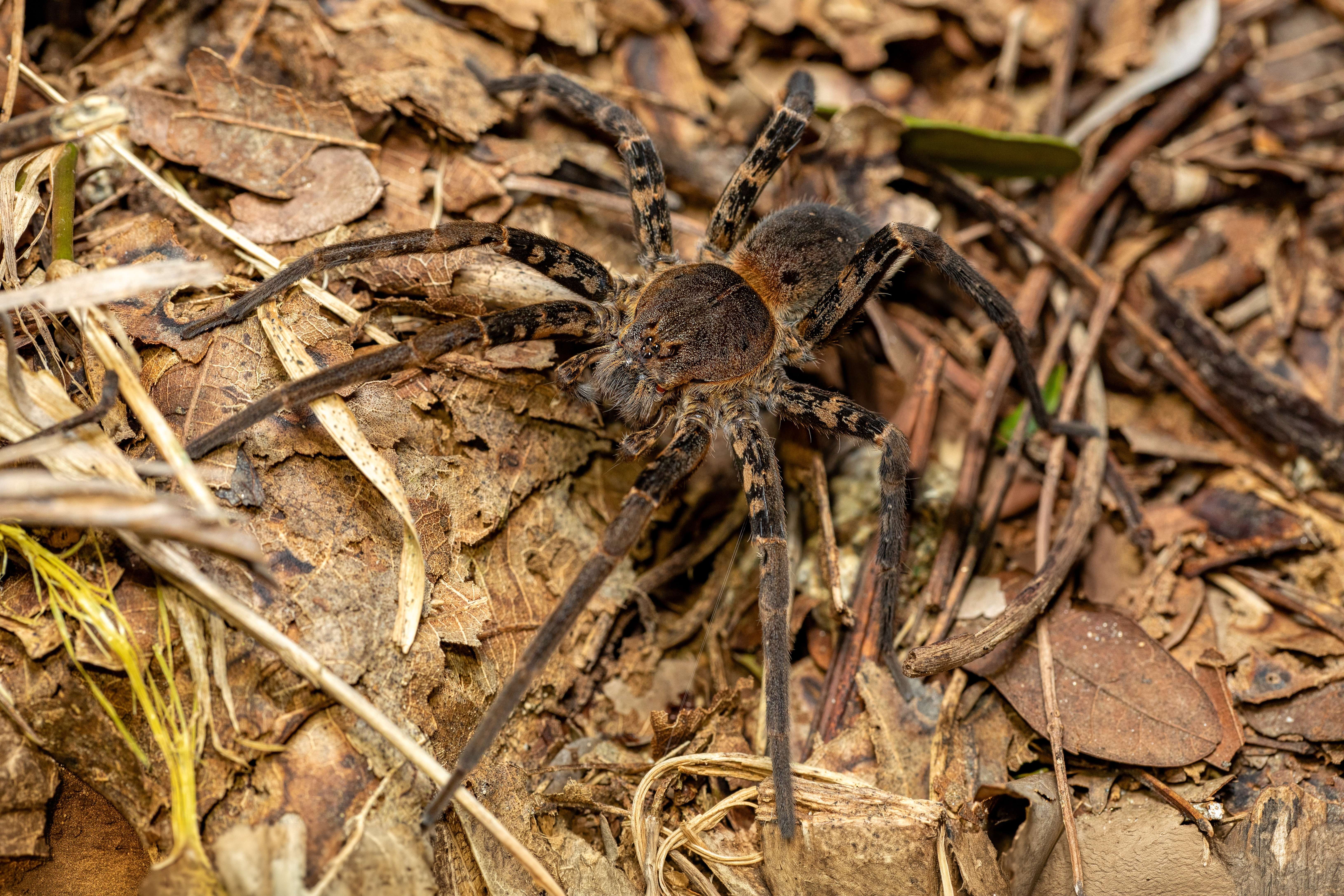 Australia’s Massive Funnel-Web Spider Hemsworth Sets New Size Record 