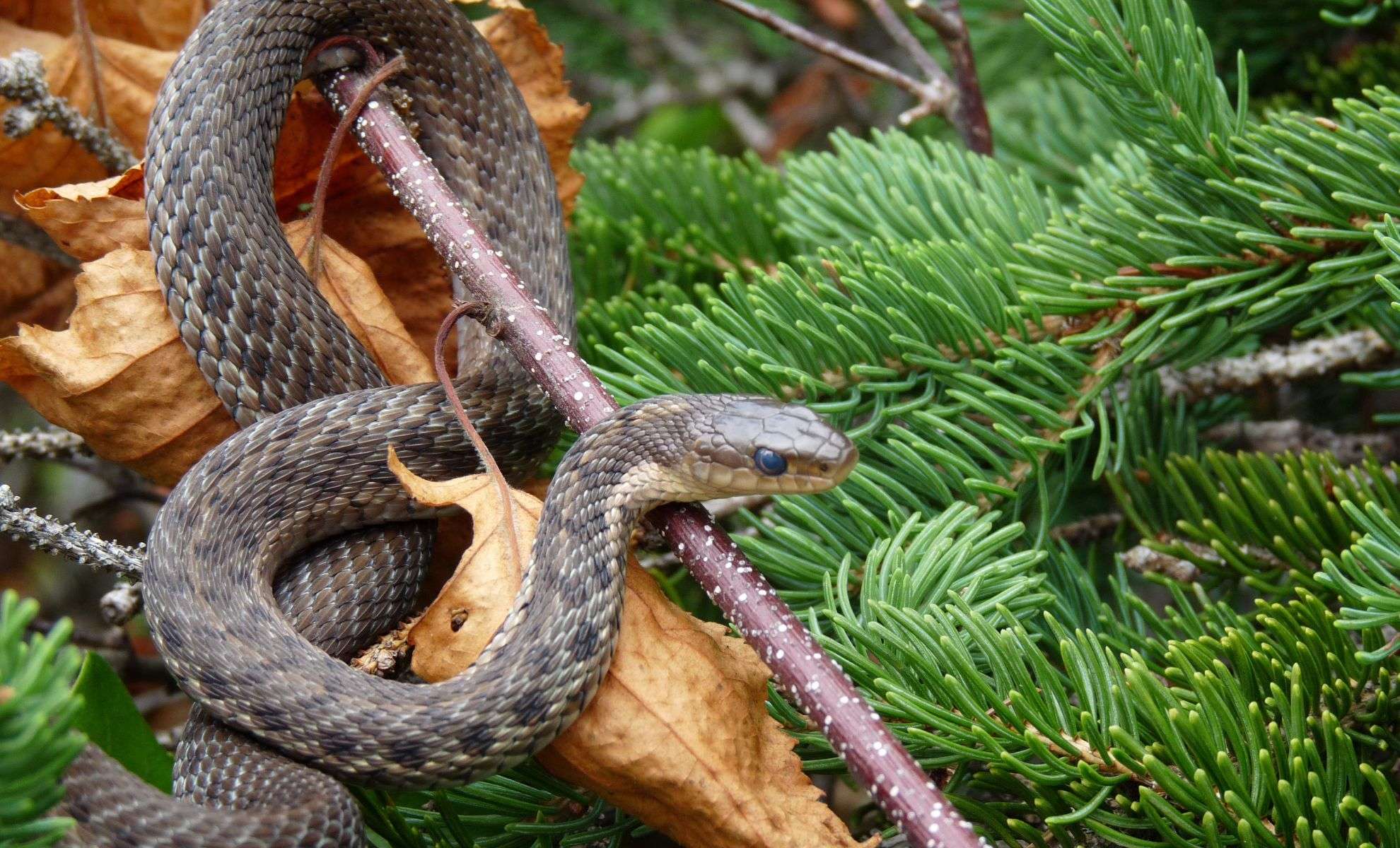 Britain’s Longest Native Snake: A Surprising Underwater Predator 