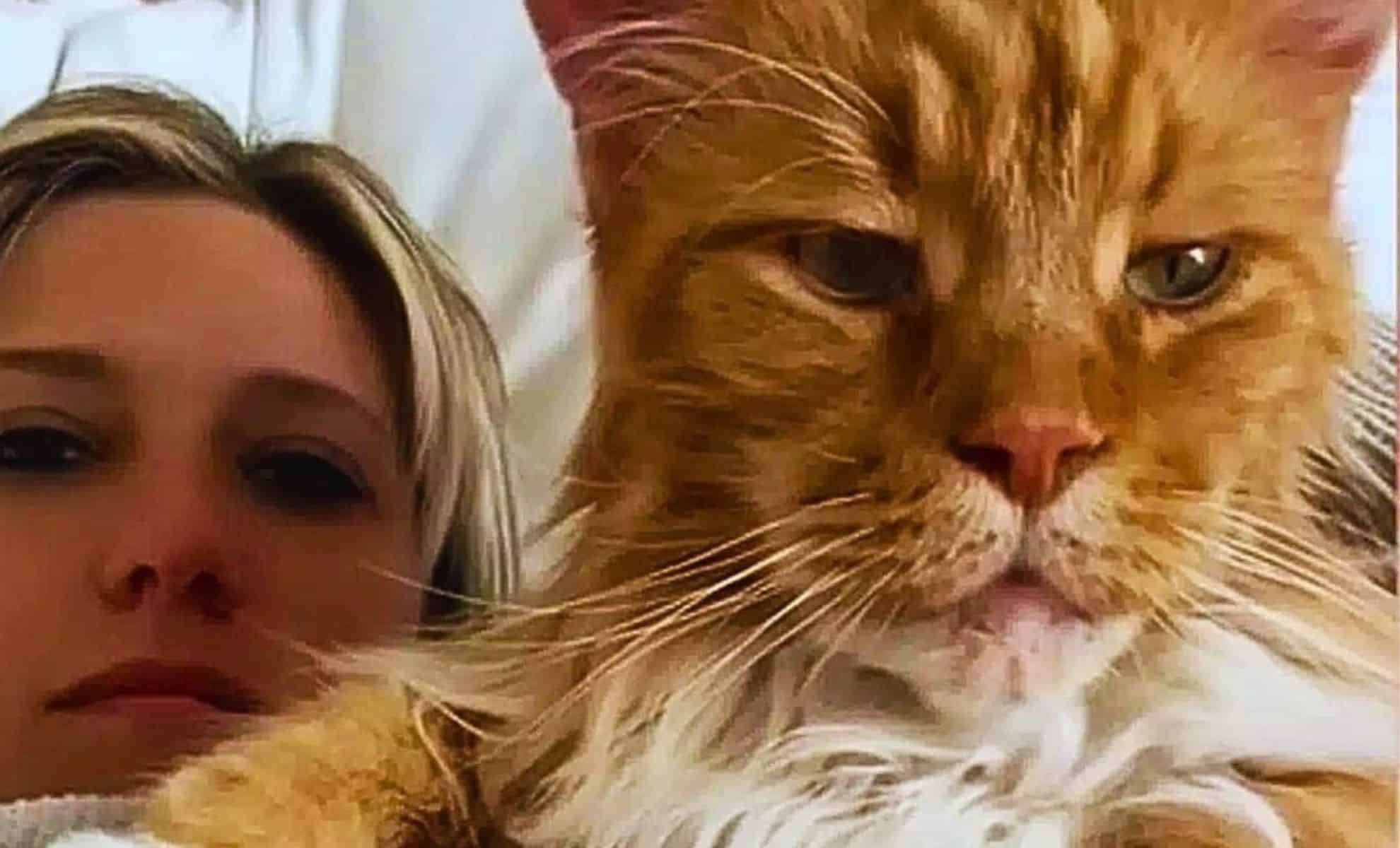 Finn: The Maine Coon Cat Who Outshines a Nine-Year-Old in Size 