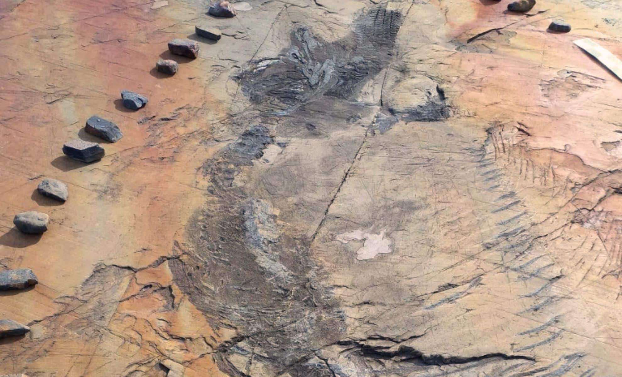 Discovering Fiona: The Earliest Known Pregnant Ichthyosaur Fossil Revealed 