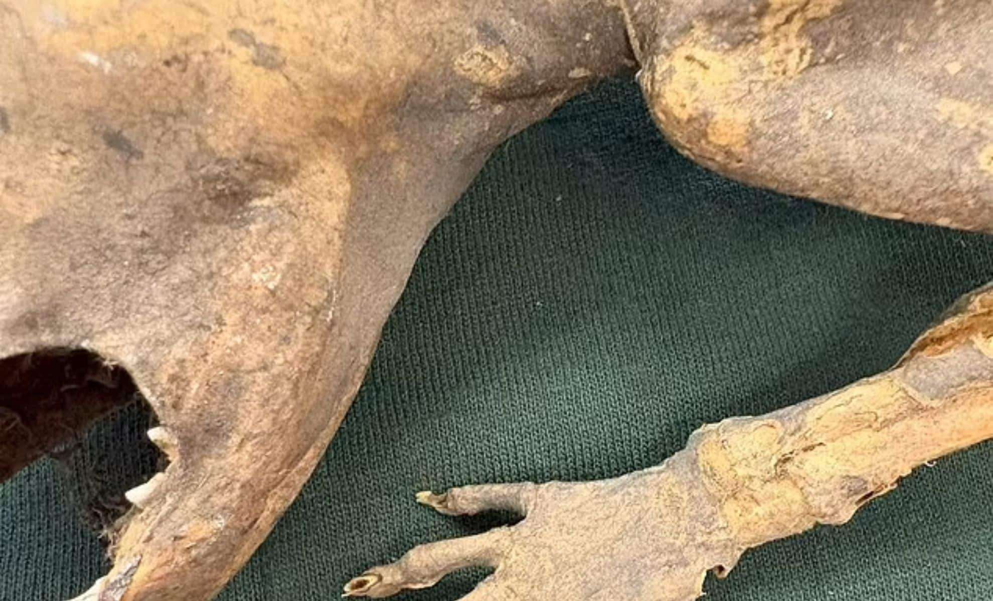 Discovering the Capacabra: A Mummified Creature with Human Hands Found at Michigan State 