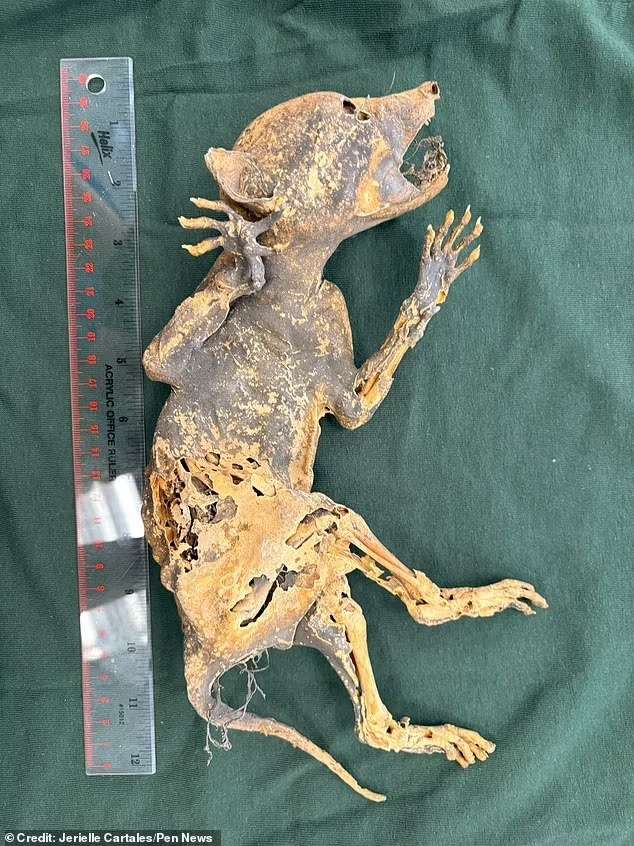 a-weird-mummified-creature-with-human-like-hands-8310d2e81190a642b422646506ed341b.jpg