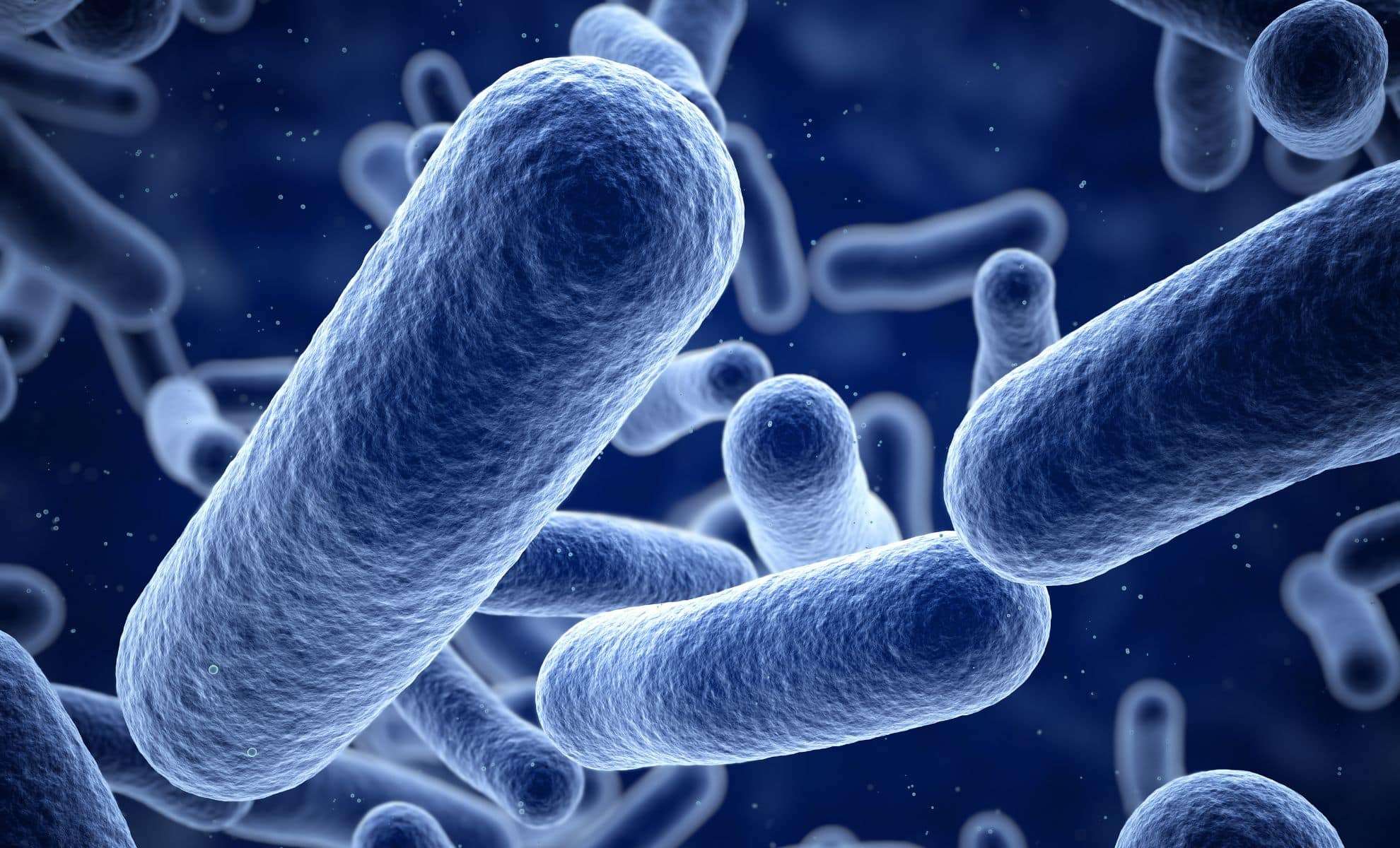 Meet the Giant Bacterium Visible to the Naked Eye 