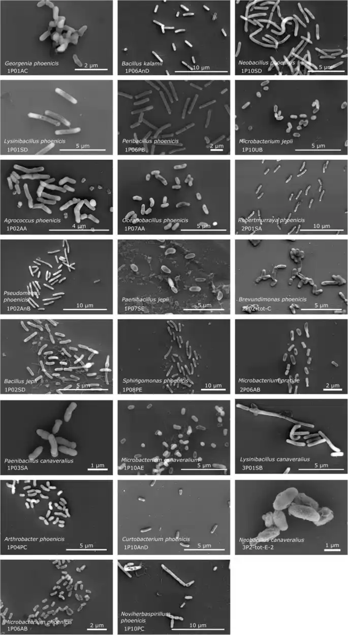 nasa-accidentally-created-bacteria-19040d502861b41ed271517a6520a270.webp