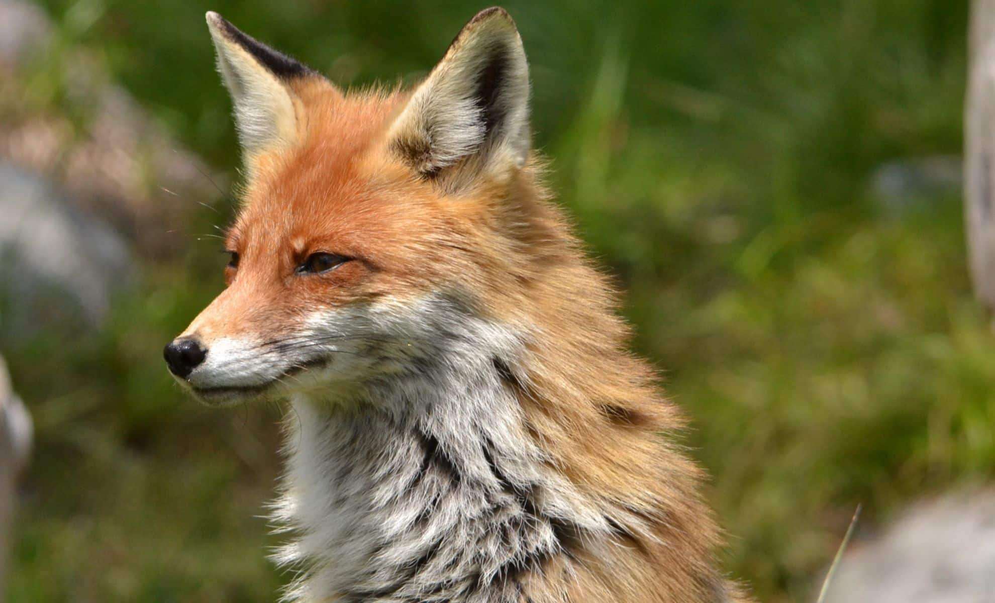 Scientists Discover a Unique Fox Species in New England's Remote Highlands 