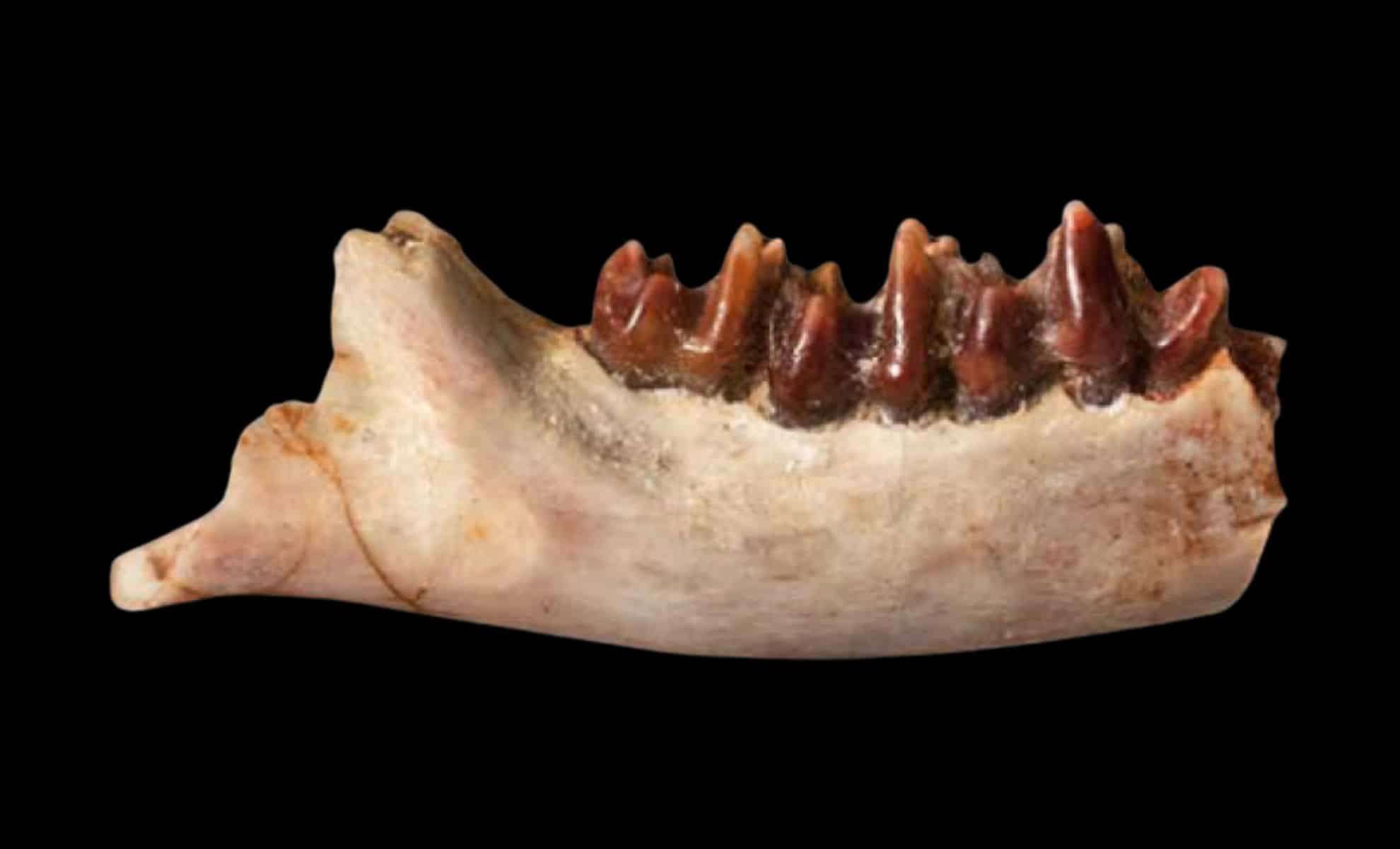 Ancient Mammal Unearthed in Mongolia Sheds New Light on Cretaceous Era 