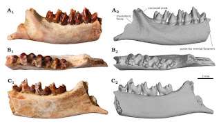 new-mammal-species-discovered-in-the-age-of-dinosaurs-this-fossil-is-a-game-changer-3ad7d03e136426ef214ca9ad03b772ee.jpg