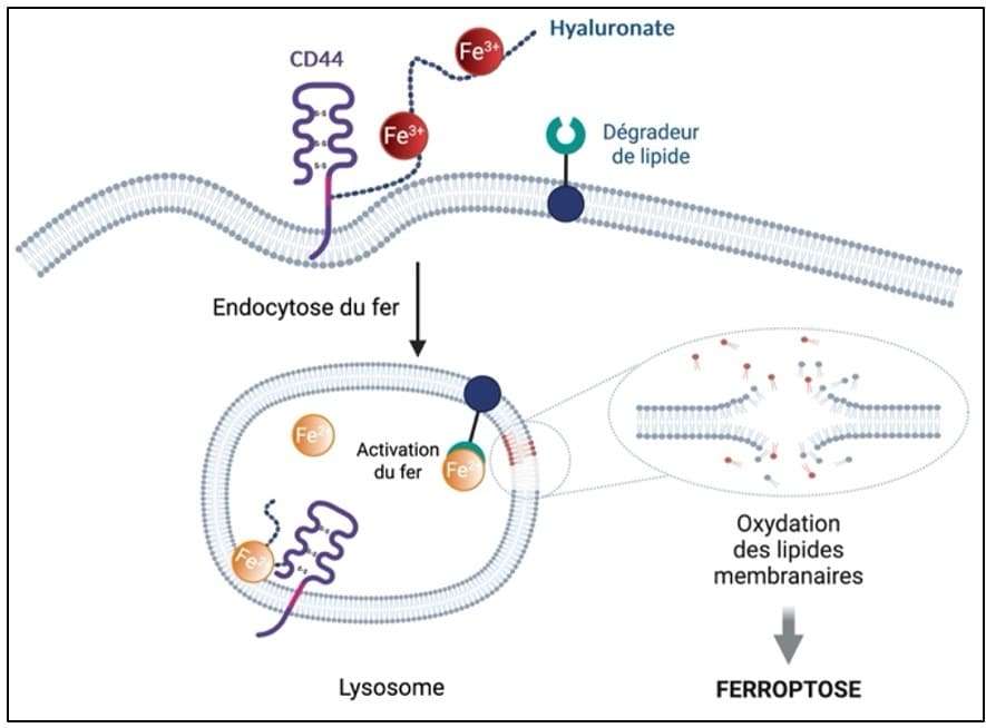 Ferroptosis-diagram-4885f18024373fffb0176bc5579e1c5e.jpeg