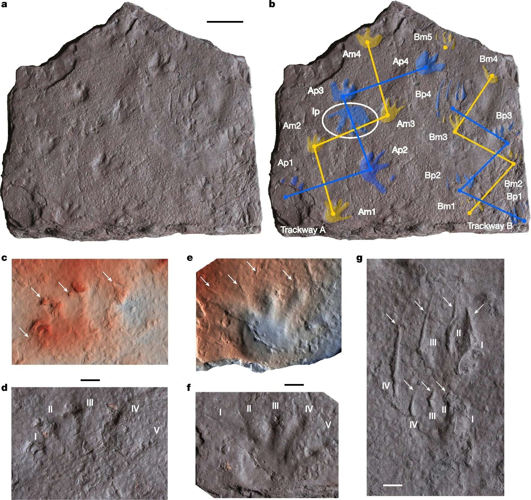 The-Snowy-Plains-Formation-trackway-slab-d40ad161d5d9e40892c3e28014813938.jpeg